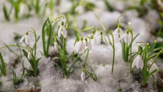 新鲜的雪花莲盛开在阳光明媚的春天和快速融化的雪在绿色草地上视频素材模板下载