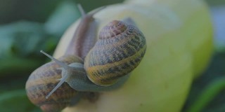 花园里的蜗牛。自然栖息地的蜗牛。蜗牛的农场。蜗牛在蔬菜骨髓特写。