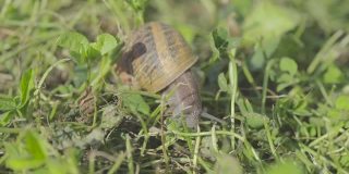 花园里的蜗牛。自然栖息地的蜗牛。蜗牛的农场。草地上有蜗牛。越来越多的蜗牛
