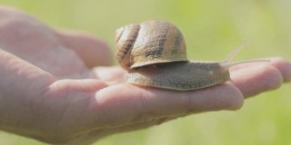 一只蜗牛在一个男人的手上。蜗牛爬在手上。一只蜗牛在手上特写。