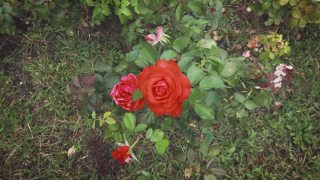 灌木上的两朵枯萎的玫瑰视频素材模板下载