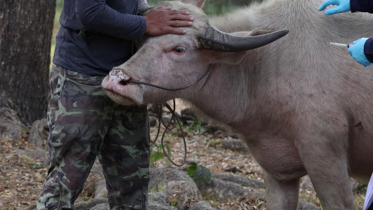 兽医用注射器和针从家养水牛身上抽取血样。
