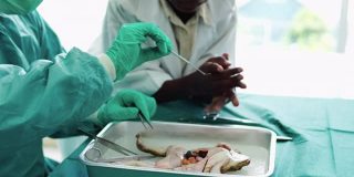 一男一女学生准备在生物实验室解剖一只青蛙