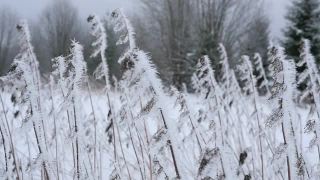 冬天森林里的高草上结了霜视频素材模板下载