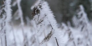 冬天森林里的高草上结了霜