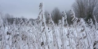 冬天森林里的高草上结了霜