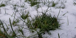 融化的雪下的草坪上嫩绿的小草