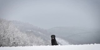 奔向摄像机的平毛寻回犬2