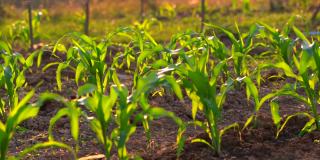玉米地或玉米田和灌溉或园艺植物在农村有机农场农业中，美丽的阳光照射在玉米茎上生长在土壤上