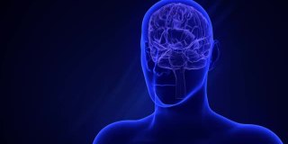 大脑各部分的可视化。橙色的光芒。以蓝色背景为背景的男子剪影的透明x射线照片。抽象的数字人脑。神经网络。三维动画