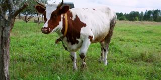 村里的牛在田里吃草。