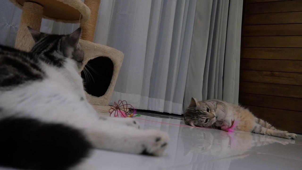两只可爱的黄眼睛虎斑猫在客厅玩他的玩具