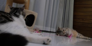 两只可爱的黄眼睛虎斑猫在客厅玩他的玩具