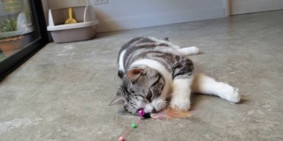 可爱的黄眼睛虎斑猫在客厅玩他的玩具