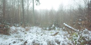 森林里被雪覆盖的植物和树木