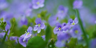 微风中娇小的野花。春天的自然背景。绿色草地上开着紫罗兰花。