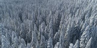 飞过白雪覆盖的云杉森林，背景是山脉