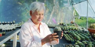 中景，慢镜头-一个快乐漂亮的亚洲资深妇女看仙人掌温室，转身和微笑的镜头。快乐的退休生活。老年人的生活方式和保健理念。