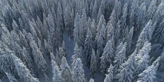 飞过白雪覆盖的云杉森林，背景是山脉