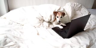狗在床上和电脑笔记本。看屏幕，回头看