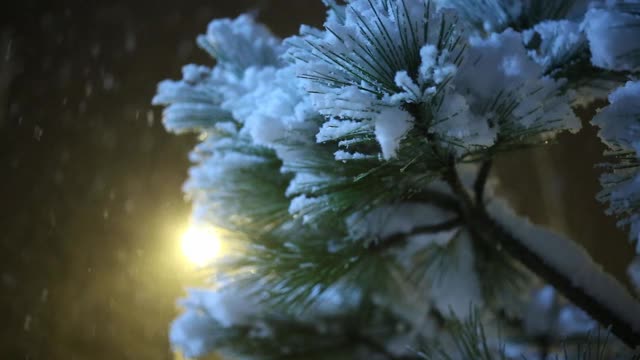 雪花在夜晚飘落在松树上