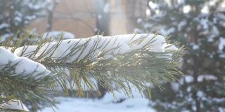 紧闭的松树枝头，覆盖着白雪和阳光，阳光明媚的冬日