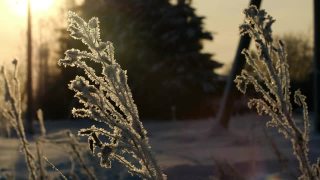 严寒的天气。冬天的背景。冬天白雪覆盖的森林里下着柔和的雪。第一次霜冻现场植物特写。阳光明媚，霜冻的早晨。有选择性的重点视频素材模板下载