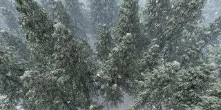 雪落杉树林，高角度观