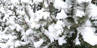男孩们拉着覆盖着雪的针叶树的树枝