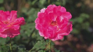 玫瑰盛开，玫瑰大马士革。精油生产季节已到。著名的保加利亚玫瑰之美。视频素材模板下载
