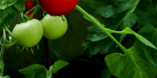 新鲜成熟的红色西红柿在温室在高清视频