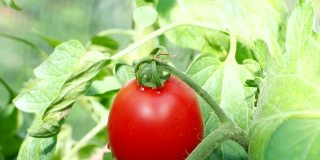 新鲜成熟的红色西红柿在温室在高清视频
