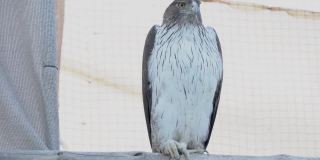 博内利鹰(Aquila fasciata)或无冠鹰，近距离观察中东的鹰