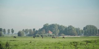 长镜头的一群马在动物农场，作为一个圈养，在绿色的田野上慢慢地咀嚼草