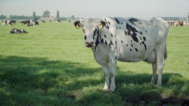 在拥挤的动物农场里单身的白奶牛的长镜头，在她的耳朵上缓慢地挂着一个数字标签作为一个圈养