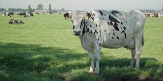 在拥挤的动物农场里单身的白奶牛的长镜头，在她的耳朵上缓慢地挂着一个数字标签作为一个圈养