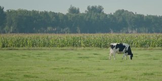 单白奶牛在动物农场的长镜头，作为一个圈养，在她的耳朵上有一个数字标签，在田野上慢慢地吃草