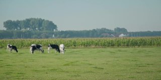 动物农场里的一群牛和牛，像圈养的一样，在绿色的田野上慢吞吞地吃着草