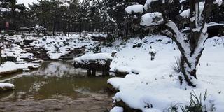 白雪皑皑的河流，森林和河流在冬日里，空中飘雪的河流