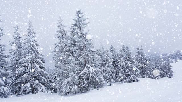 树枝上美丽的蓬松的雪。雪花从云杉树枝上美丽地飘落下来。冬天的童话，树在雪中囚禁。冬天下雪的录像