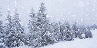 树枝上美丽的蓬松的雪。雪花从云杉树枝上美丽地飘落下来。冬天的童话，树在雪中囚禁。冬天下雪的录像