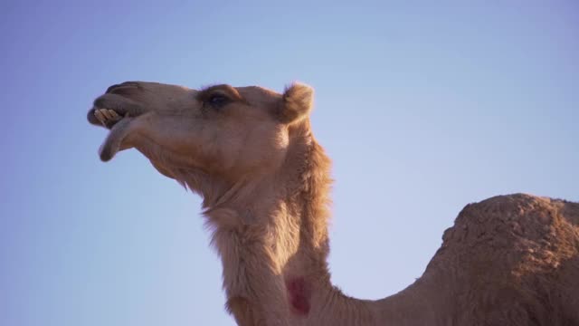 沙漠中的骆驼。骆驼农场。骆驼午餐,咀嚼。骆驼,骆驼。《沙漠中的骆驼》史诗般的视频。撒哈拉沙漠。酋长国。阿布扎比沙漠。