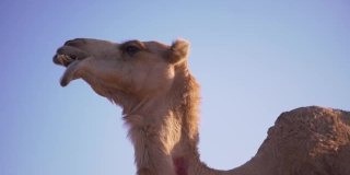 沙漠中的骆驼。骆驼农场。骆驼午餐,咀嚼。骆驼,骆驼。《沙漠中的骆驼》史诗般的视频。撒哈拉沙漠。酋长国。阿布扎比沙漠。