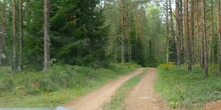 在崎岖不平的道路上开车穿过森林。