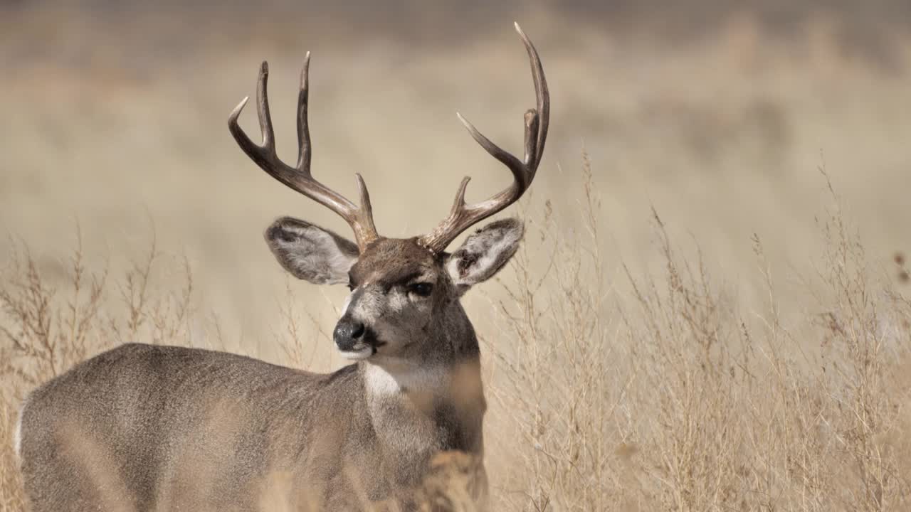 白尾鹿，新墨西哥州