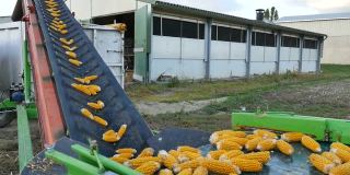 新鲜玉米在工厂输送带上，成熟棒子的加工，食品行业的理念