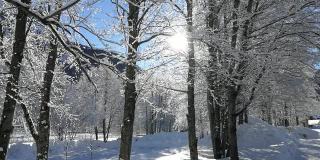 雪覆盖的树木