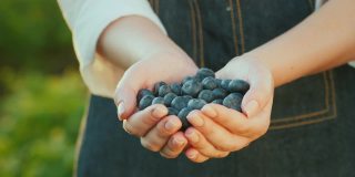 Farmer保存了一把蓝莓——一种富含维生素的健康浆果