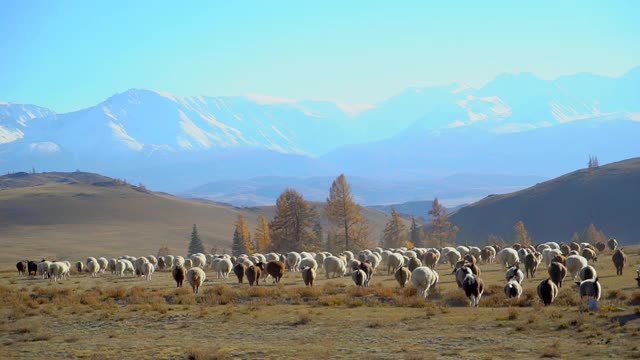 一大群羊在山峦间奔跑、奔跑