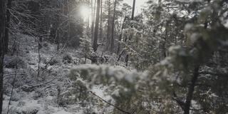 冬季户外:阳光明媚的日子里，白雪覆盖的森林景观